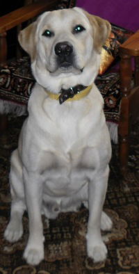 Виктория Нитченко