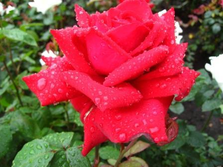 Татьяна Филатова