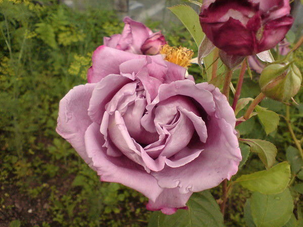 Ларсен Бай Оглы