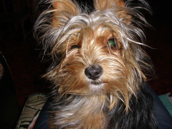 Валентина Калина