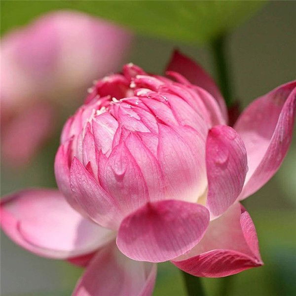 Евгения Артамонова