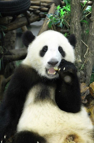 Ара Аракелян