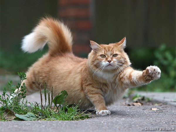 Илья Дьяченко