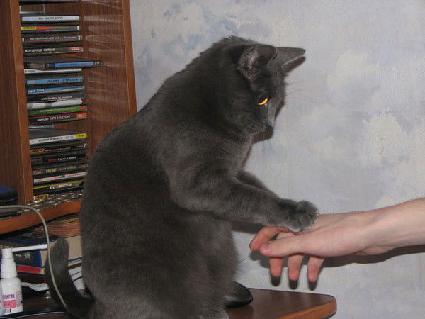 Лидия Волкова