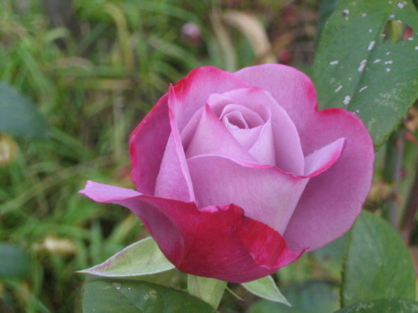 Елена Рыбакова