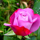 Елена Рыбакова