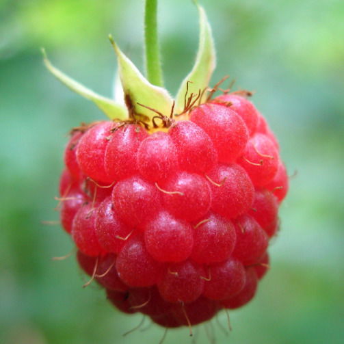 Миляуша Камалова