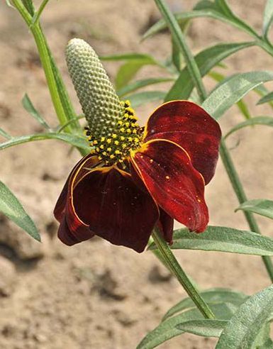 Валентина Зайцева