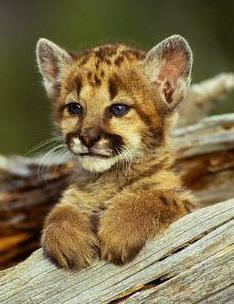 Павел Иванов