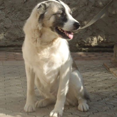 Александр Стрельцов