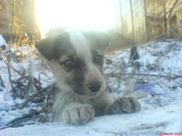 Андрей Ершев