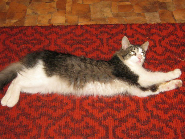 Инна Кольвах