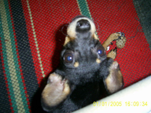 Даша Позяева