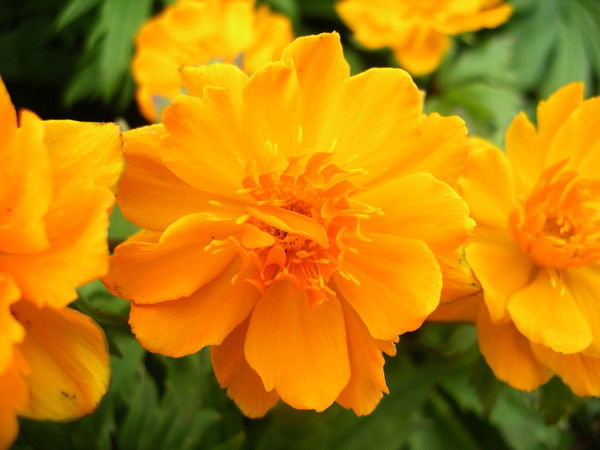 Ольга Скосырская