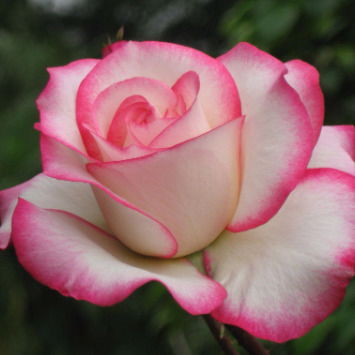 Мижгона Тошева