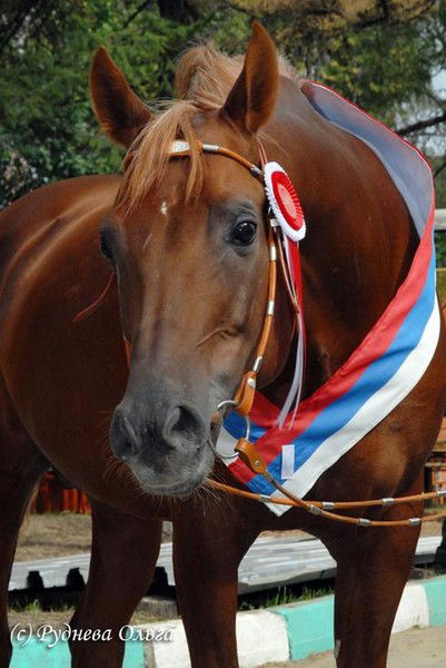 Николай Скоков