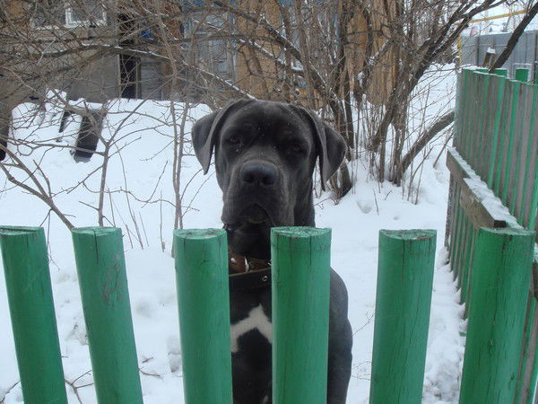 Пётр Королёв