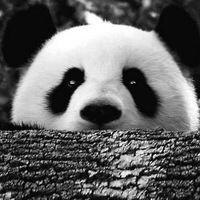 Карина Федотова