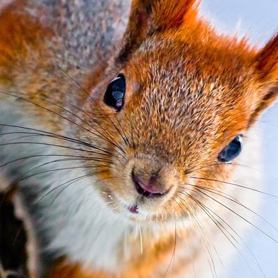 Крутой Пацан