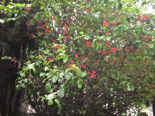 Вера Муладзе