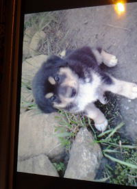 Вита Кораблина