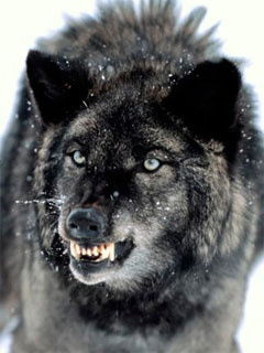 Александр Шевченко