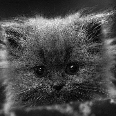 Анастасия Рецер