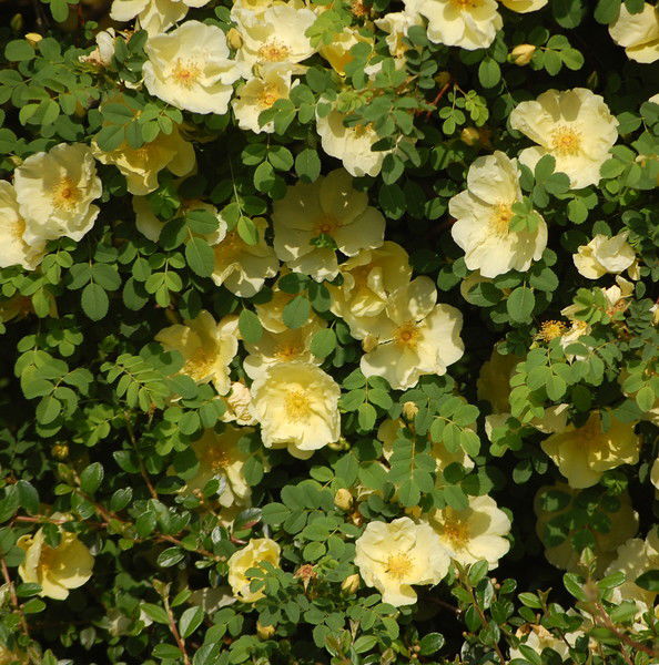 Ольга Черданцева