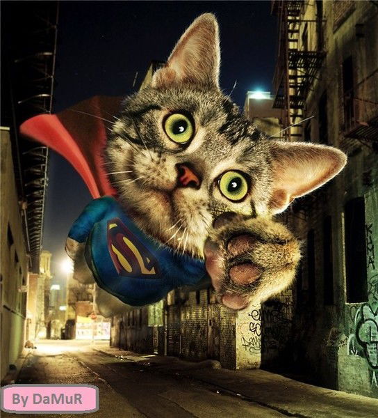 Вадим Шаповал