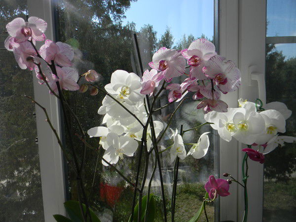 Галина Ачкасова