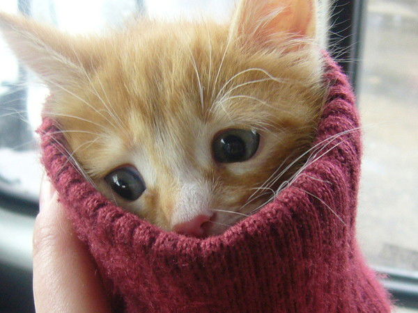 Ирина Почтаренко