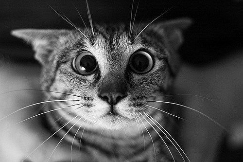 Евгений Савин