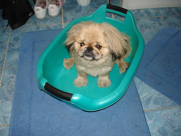 Илсояр Мухаметшарипова