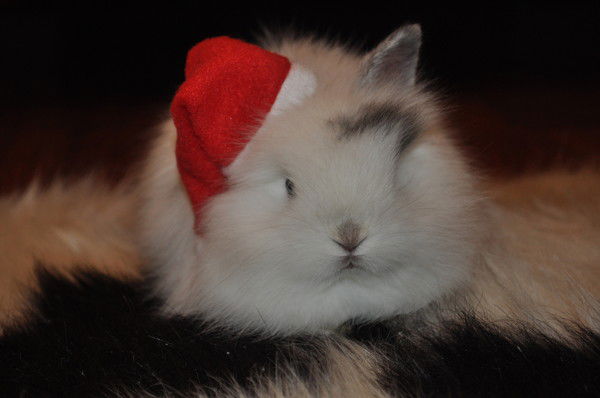 Анна Партина-Васильян