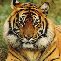 Константин Власенков