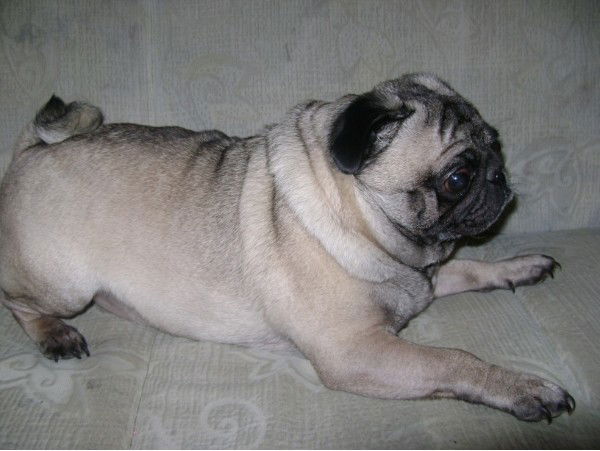 Елена Азимова