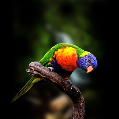 Яна Турчанинова