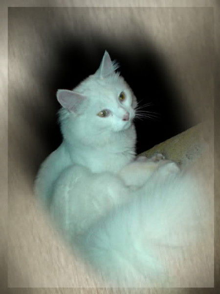 Лена Разенкова