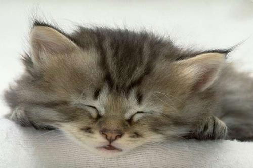 Дилара Вахитова