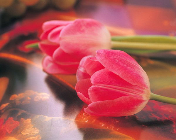 Роспотребнадзор Ивантеевка