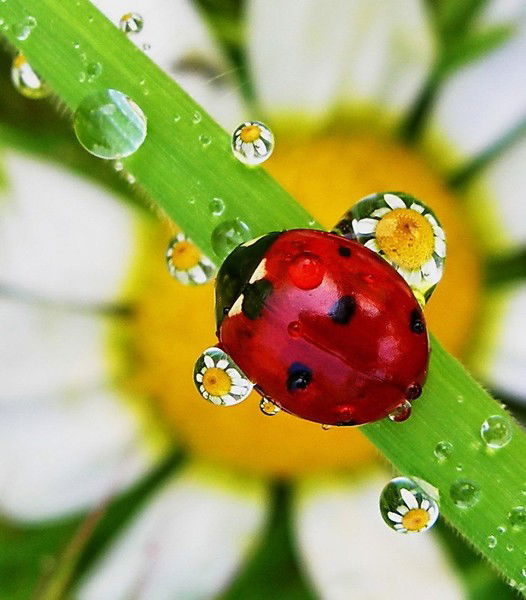 Наталья Сабурова