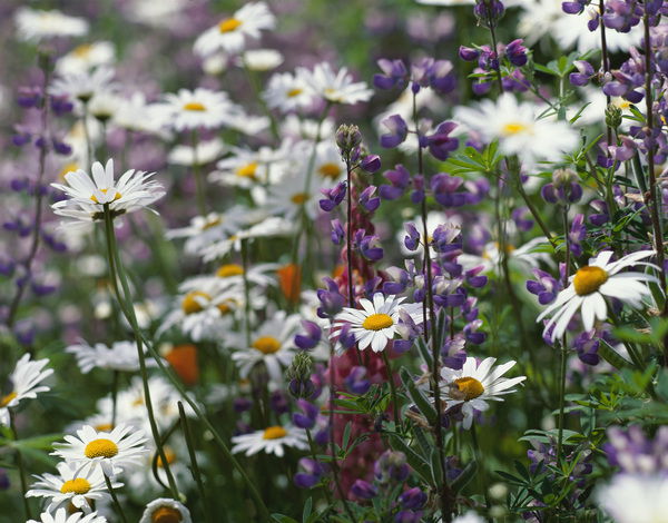 Ольга Котова