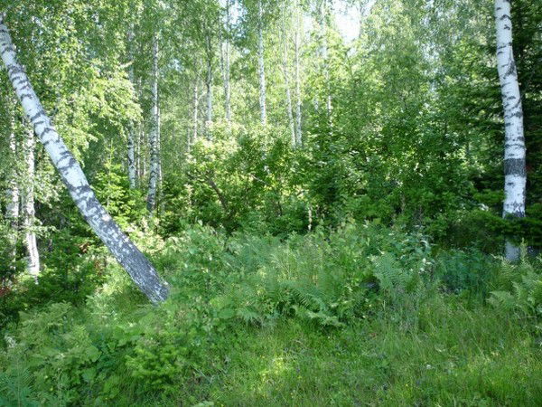 Татьяна Андронова