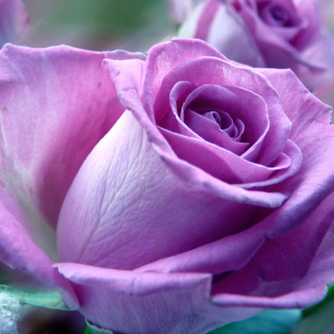 Наталья  Станиславовна Артамонова