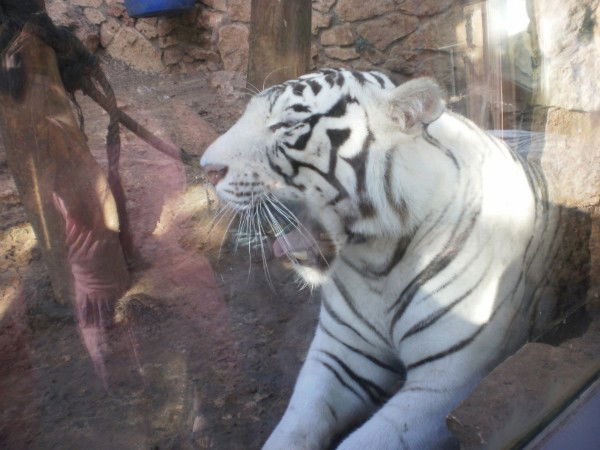 Алексей Веровский