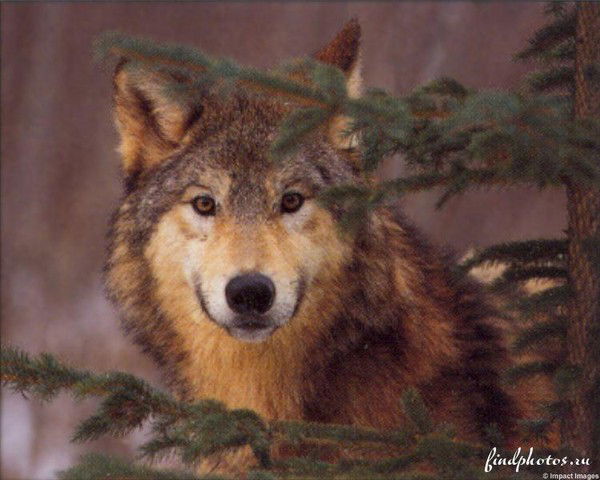 Сергей Фоменко