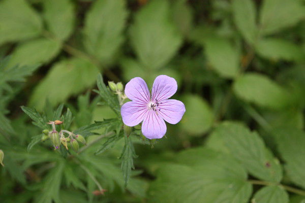 Светлана Скачкова