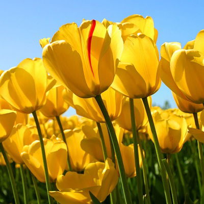 Анастасия Маерович