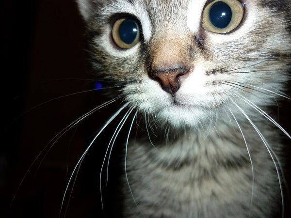 Александр Легостаев