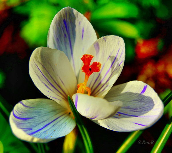 Айнур Имашева